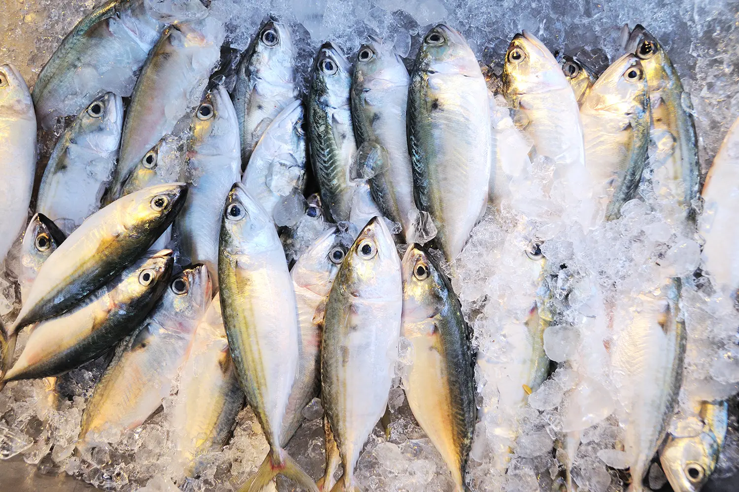 fishonice_thailand_sstock_1500